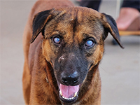 Dog with ehrlichiosis showing signs of sore eyes ref https://bowwowinsurance.com.au/wp-content/uploads/2019/07/Blue-eyes-or-uveitis-due-to-Blood-parasite-E.canis-in-brown-mixed-breed-domestic-dog.jpg 