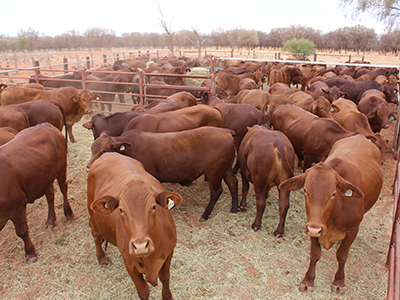 2018 branded steers prepared for the premium beef market, May 2020