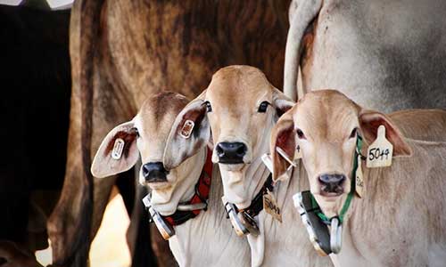 Calves with monitoring tags attached to collars