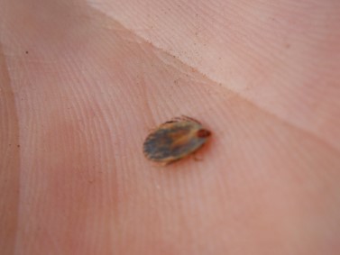 Figure 1: Cattle Tick found on cattle