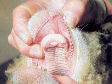 Lesion on sheep tongue
