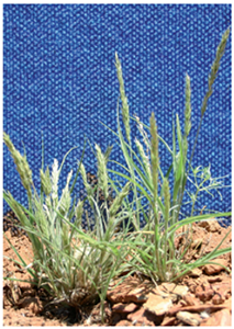 Woolly oat grass (Enneapogon polyphyllus) 