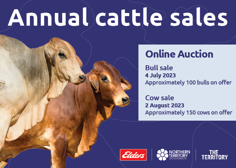 annual cattle sales