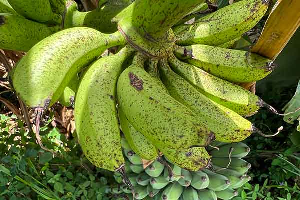 Bananas fruit showing freckle spots