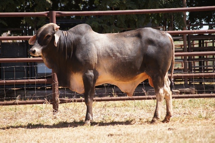 Figure 1. Top price bull DRF16725. 