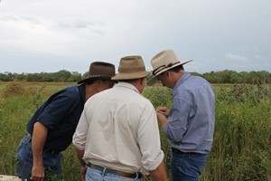 Are the seeds mature? DPIR’s Callen Thompson (right) working with Rhys Arnott and Chris Whatley at the Roper River Landcare Group meeting in early April.