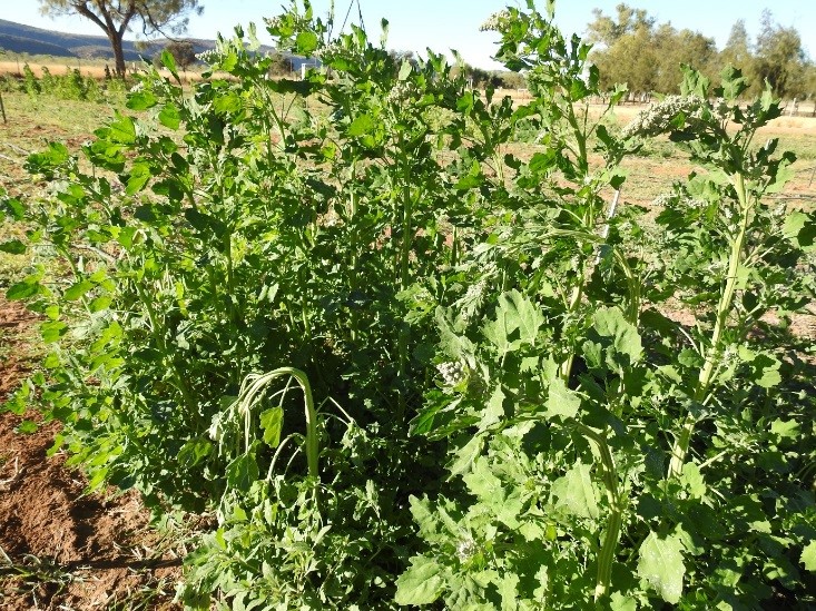 Central Australian Horticultural Scientists Keen on Quinoa