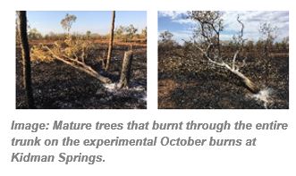 Image: Mature trees that burnt through the entire trunk on the experimental October burns at Kidman Springs.