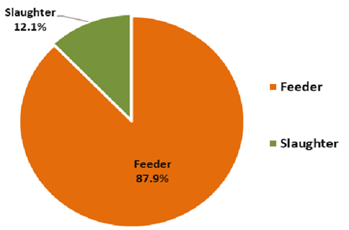 Pie graph showing live cattle exports by type (Feeder, Slaughter)