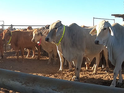 Some of the pregnant cows fitted with GPS tracking collars at Rocklands