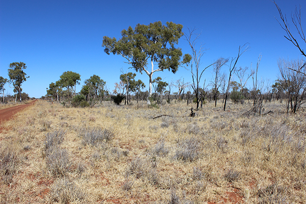 Bob uses fire a lot for land management. This site was once dominated by mulga but planned burning over the last 50 years has created a more open Ghost gum grassland with a diverse range of grasses and forbs which are much more nutritious for cattle.