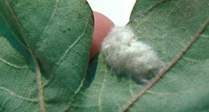 Fall armyworm egg mass on cotton ©Ronald Smith/Auburn University/Bugwood.org CC BY 3.0 US