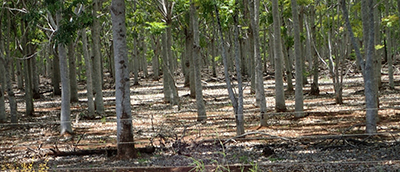 Vegetation under African mahogany 