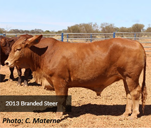 2013 Branded Steer