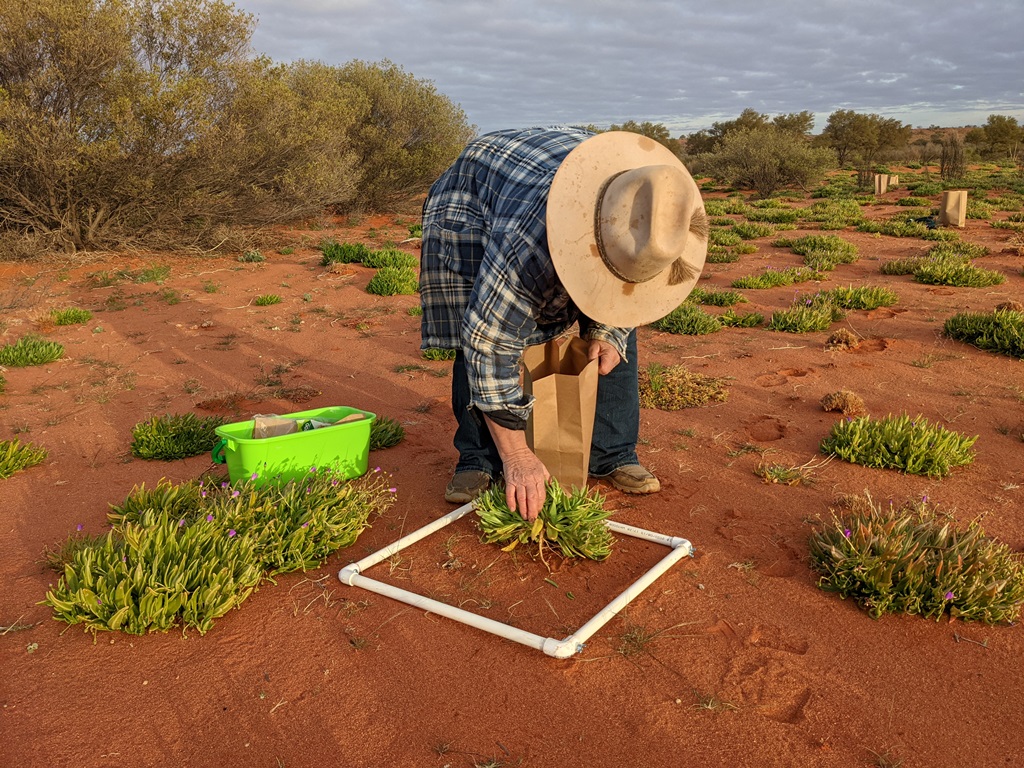 Image 2: Colleen Costello from Crown Point Pastoral assessing the parakeelya response at Andado Station.