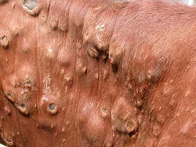 Close up of lumpy skin disease