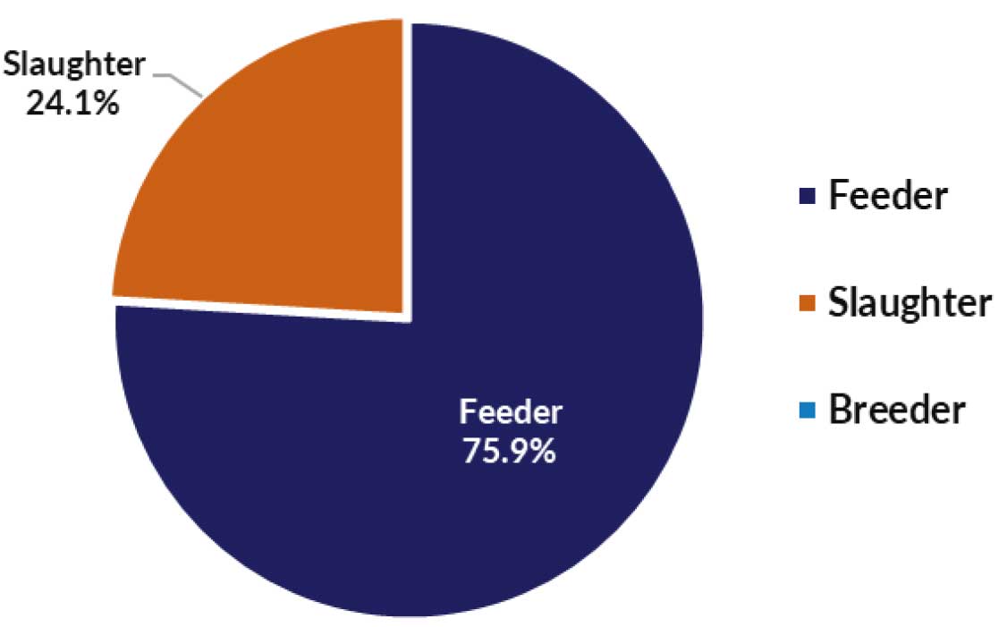 Pie chart of live cattle and buffalo exports - slaughter 24.1% and feeder 75.9%