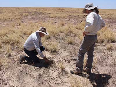 Chris Materne and Dr Robyn Cowley investigating Mitchell grass regrowth