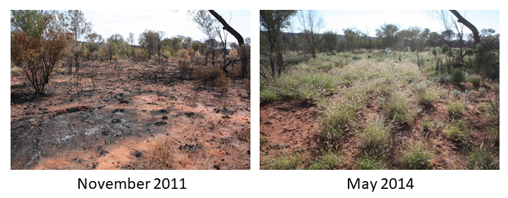 Figure 1. Photo points from a long-term monitoring site on OMP showing the post-fire recovery. 