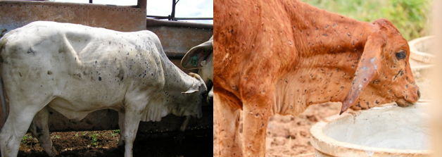 Figure 3: Can you tell the difference? Bovine herpes virus 2 (left) can look similar to lumpy skin disease (right).