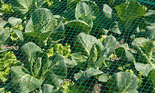 Vegetables under netting