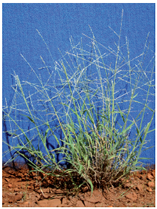 Umbrella grass (Digitaria coenicola) 