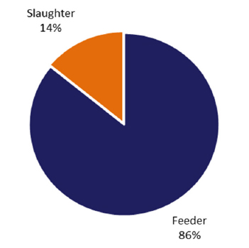 Pie chart: slaughter 14%, feeder 86%