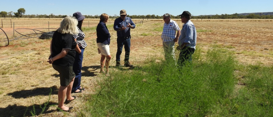 Some of the Horticultural Producers of Central Australia at the AZRI asparagus block