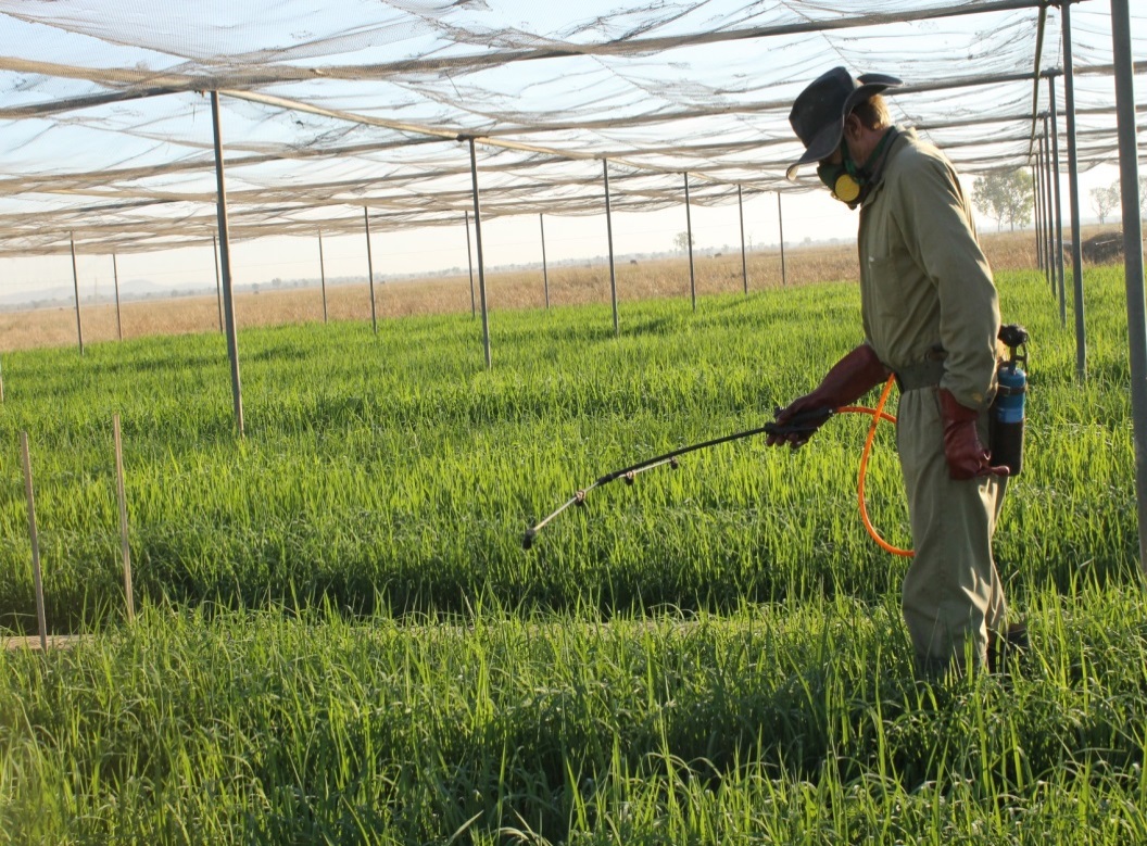 Nick Hartley applying plant growth regulator to rice at Tortilla Flats