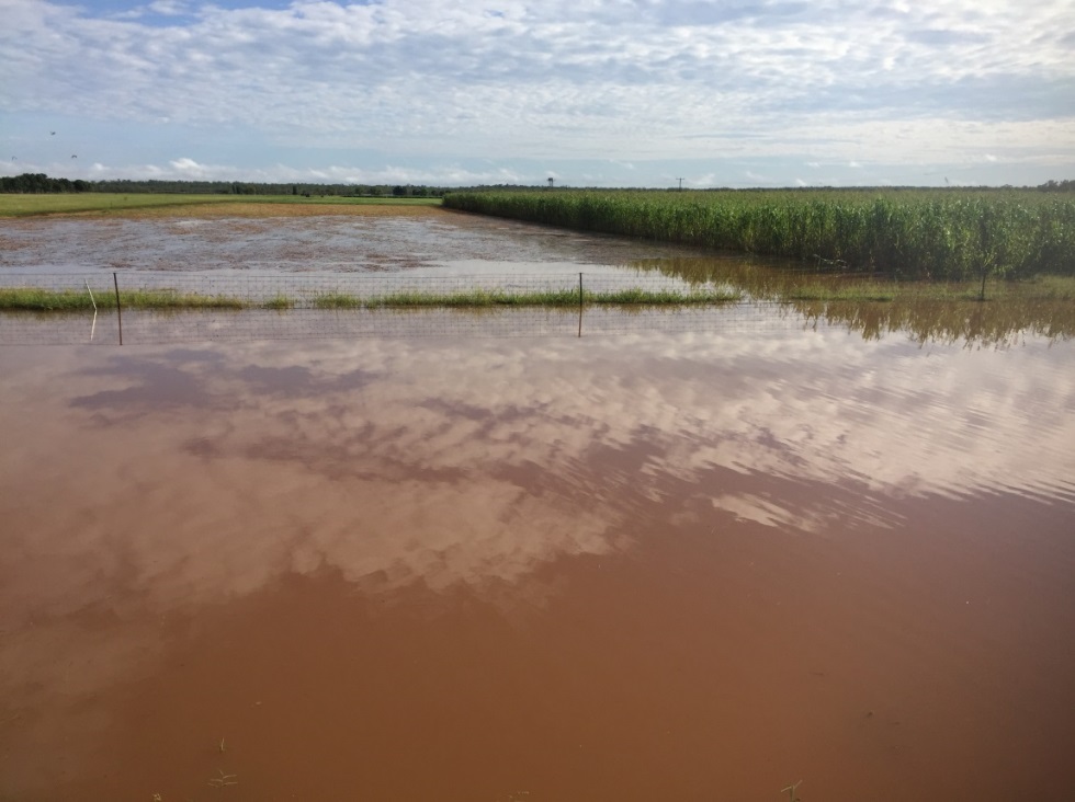 Katherine Research Station after 150mm of rain in seven days (photo courtesy of Ian Biggs) 