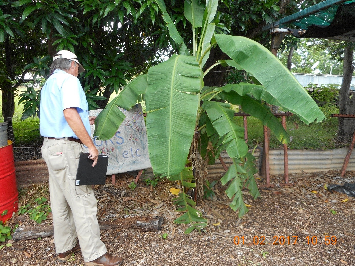 NT biosecurity officer inspecting a banana plant