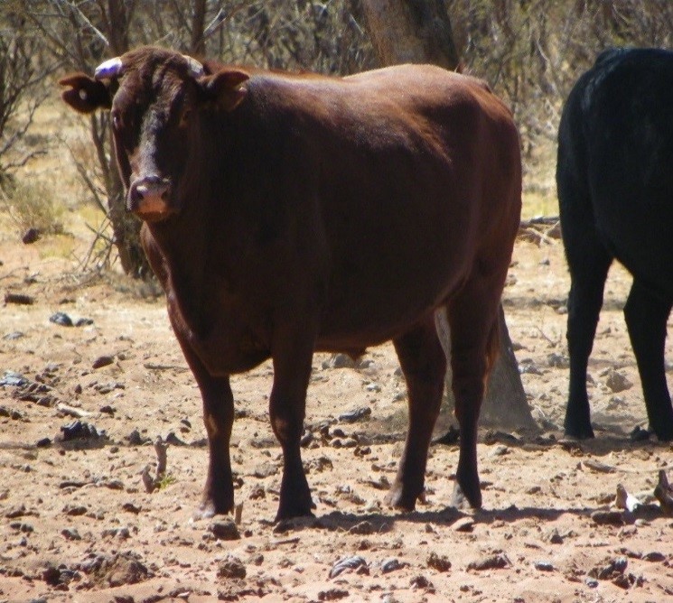 Other cattle from the same group in good condition
