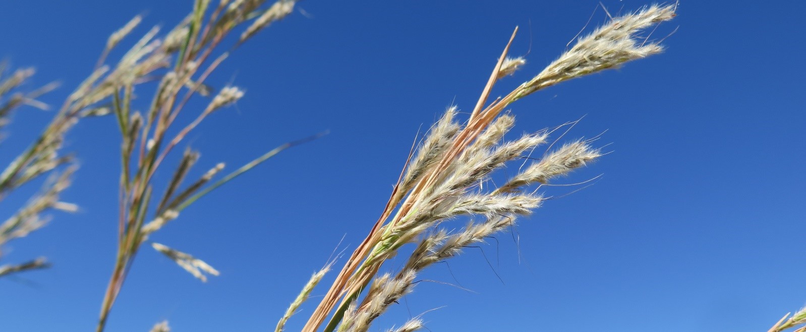 Gamba grass seed heads against blue sky