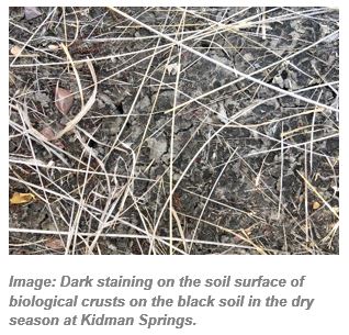 Image: Dark staining on the soil surface of biological crusts on the black soil in the dry season at Kidman Springs.
