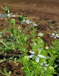 Caraway, cumin and kalonji plantings at the DITT NT trial site in Darwin.