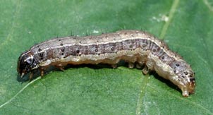 Fall armyworm larva on cotton ©Russ Ottens/University of Georgia/Bugwood.org CC BY 3.0 US