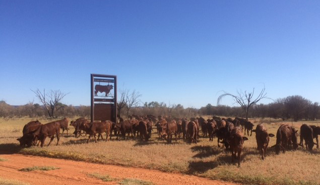 Training weaners makes for quieter, less stressed stock right through their life at OMP.