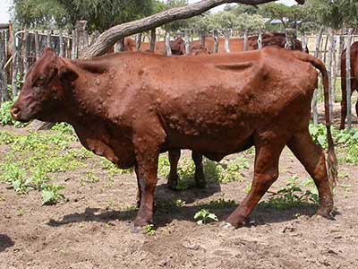 Cow with lumpy skin disease