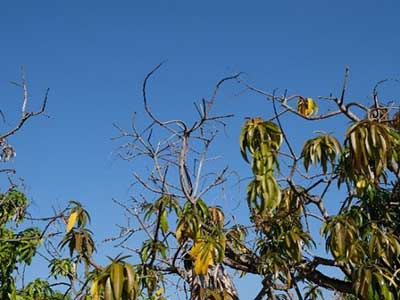 Mango tree branches