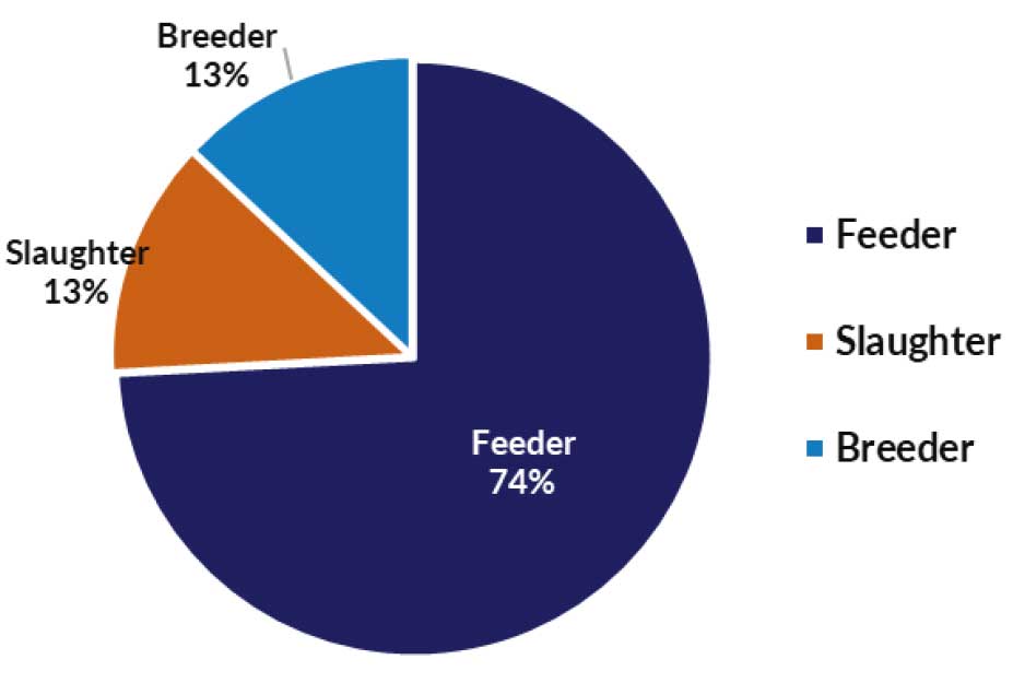 Pie chart of live cattle and buffalo exports - slaughter 13%, breeder 13% and feeder 74%