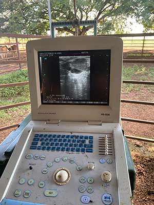 Ultrasound image on monitor