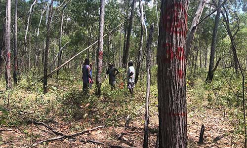 Supporting commercial forestry opportunities in East Arnhem Aboriginal communities