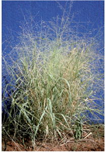 Native millet grass (Panicum decompositum)
