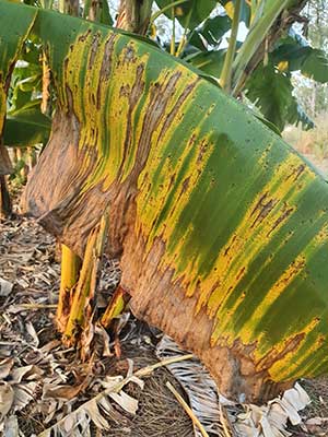 Banana leaf infected with banana freckle