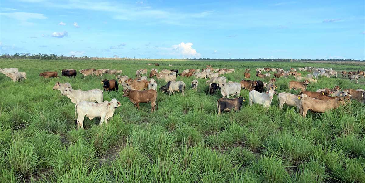 Cattle grazing on gamba grass