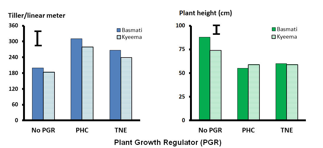 Figure 1. Plant population (tiller number per linear meter) and height (cm) of aromatic rice cultivars 30 days after last application of PGR prohexadione-calcium (PHC) and trinexapac-ethyl (TNE) at Tortilla Flats, Northern Territory, 2016. Bars indicate L