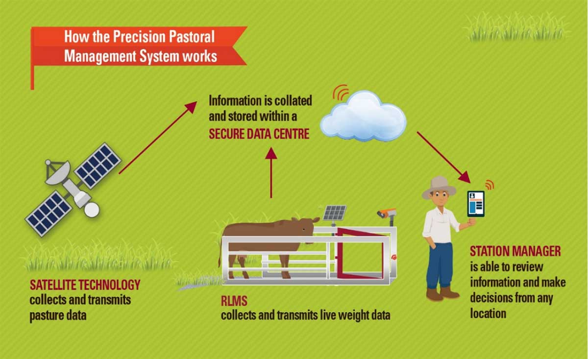 Precision Pastoral Management System - RLMS collects and transmits live weight data, satellite technology collects and transmits pasture data, information is stored within a secure data centre and the station manager is able to review information and make decisions from any location