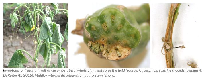 Symptoms of Fusarium wilt of cucumber. Left- whole plant wilting in the field (source: Cucurbit Disease Field Guide, Seminis ® DeRuiter ®, 2015). Middle- internal discolouration; right- stem lesions.