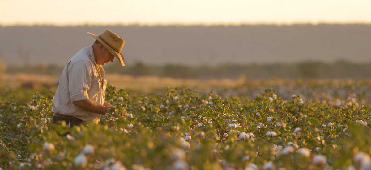 David Connolly inspecting cotton crop