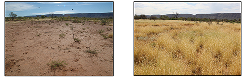 The photo on the left is from 2006 and the photo on the right is from 2014. These years had similar rainfall (close to the median of 240mm) but improved land condition led to an increased pasture response in 2014. Spelling during the 2010-2011 La Niña event was the catalyst for the land condition improvement. Photos: C. Materne.